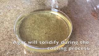 60 Second Protocols How to Make Agar Plates [upl. by Pearla]