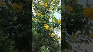 Beautiful flower plant flowerplant flowers homegarden garden nature shorts youtubeshorts [upl. by Enilraep459]