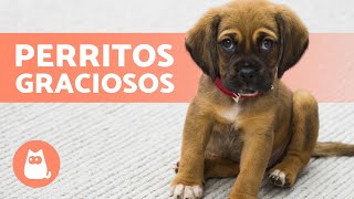 CACHORROS ADORABLES y GRACIOSOS 🐶 ¡Vídeos de Perritos Tiernos [upl. by Haff]