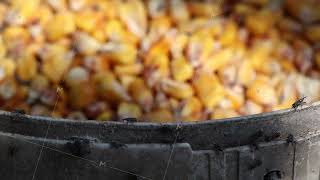 Pest Sitophilus granarius infects corn grain in a bucket [upl. by Mari]