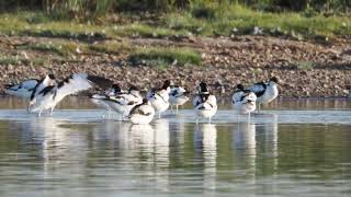 Avocets [upl. by Kallman]