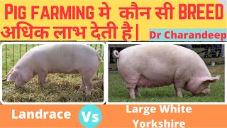 Pig farming मे कौन सी BREED अधिक लाभ देती है  Landrace Vs Large White Yorkshire  Drcharandeep [upl. by Robin894]