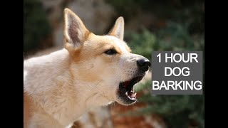 Dog barking 1 hour dog barking voice dog barking sounds [upl. by Dralliw]