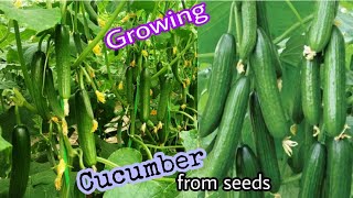 How to grow Cucumber from seeds at home  Growing Cucumber at home by Ny Sokhom [upl. by Sasnak]