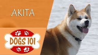 Dogs 101  AKITA  Top Dog Facts About the AKITA [upl. by Casia]