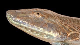 Discovering Tiktaalik  Finding Our Feet [upl. by Aiduan]