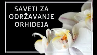 Saveti za održavanje i negu orhideja [upl. by Bradlee]