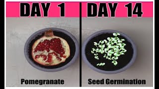 How to Grow POMEGRANATE from Seeds 2 EASY Ways [upl. by Suhploda467]