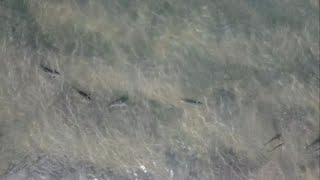 Corbina Feeding In The Surf  Drone Footage [upl. by Erwin]