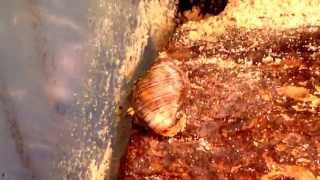 Basic Hermit Crab Care Part 3  Introducing New Crabbies [upl. by Rosalind]