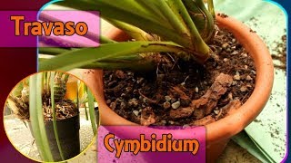 Rinvasare e dividere lorchidea Cymbidium [upl. by Steiner]