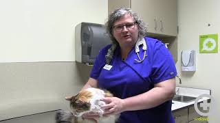 Considerations for Scruffing Feline Patients [upl. by Newell]