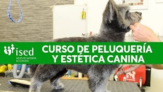 Curso de Peluquería y estética canina  ISED [upl. by Noiro165]