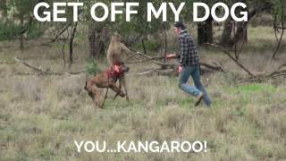 Man Boxes Kangaroo To Save His Dog amp the kangaroo probably [upl. by Ondrej]