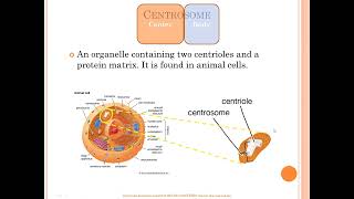 Centrosome vs centriole vs chromosome vs centromere [upl. by Aleehs]