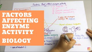 Biology Factors Affecting Enzyme Activity [upl. by Anailuj]