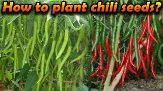 miris wagawa මිරිස් වගාව how to grow Chili home gardening Organic chilli cultivation sinhala wagawa [upl. by Iznyl]