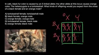 Tortoiseshell cats genetics [upl. by Llerrod]