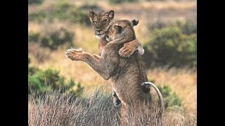 Funny Dancing Animals Compilation 2 [upl. by Fleta]