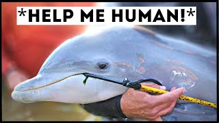 Dolphins That Asked People for Help amp Kindness [upl. by Anaud452]