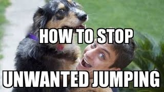 How to Train your DOG NOT to JUMP [upl. by Hutchins]