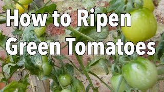 How to Ripen Green Tomatoes [upl. by Swartz224]