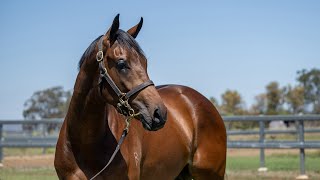 Lot 49 Dundeel x Italia Bella Colt from Kenmore Lodge [upl. by Skerl694]