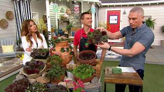 Robertas 6Piece Hardy Hens and Chicks Sempervivums Live Plants on QVC [upl. by Froehlich]