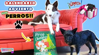 Â¡Abrimos SORPRESAS del CALENDARIO DE ADVIENTO para PERROS [upl. by Corry370]