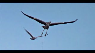 What is THAT Very Unusual Visitor to Balcony Airspace  Seagulls not happy  Balcony Bird Table [upl. by Lilybelle]