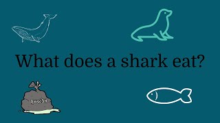 What do sharks eat [upl. by Josephson]