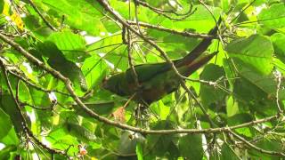 goldenplumed parakeet Leptosittaca branickii Rio Blanco reserve manizales Central andes [upl. by Mayfield]