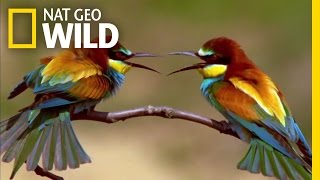 The Life of a Bee Eater  Real Angry Birds [upl. by Faro]