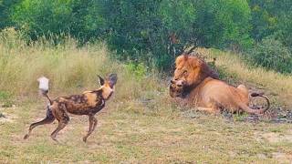 Wild Dogs Want to Save Brother From Lion [upl. by Eidac]