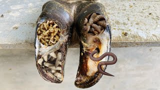 Professional Cow Hoof Trimming and Restoring with Expert Care  The Hoof Fixers [upl. by Cl129]