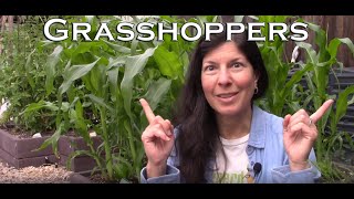 How to Manage Grasshoppers in Your Garden [upl. by Alo543]