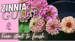 Growing Zinnias from Seed Cut Flower Farm Gardening Garden How to Grow 🌱🌱💚💚 [upl. by Breh]