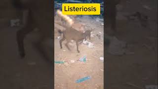 Listeriosis in Kidsgoat farmanimals ytshorts animals livestock farming [upl. by Schrader]