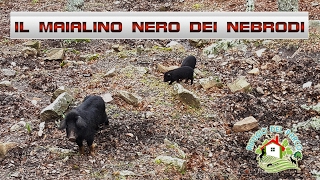 Il maialino nero dei Nebrodi [upl. by Fredi]