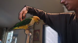 Caique Parrots Learn Tricks Fast  Widget Learns to Spin Training Tutorial [upl. by Solley]