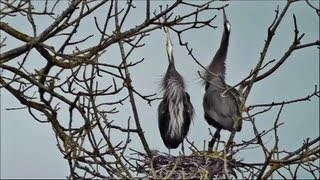 Great Blue Herons Courting Nesting and Mating HD Live CloseUps [upl. by Sidoma]