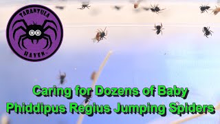 Caring for Dozens of Baby Phiddipus Regius Jumping Spiders [upl. by Rednal260]