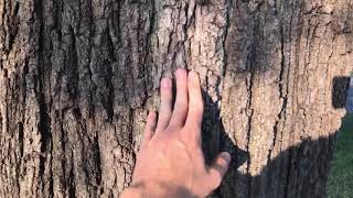 Tree of Heaven vs Walnuts amp Sumacs How to Identify [upl. by Lindberg]