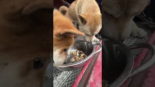 Two dogs who follow their owner all year round living on truck dogs ruraldog doglover [upl. by Silenay]