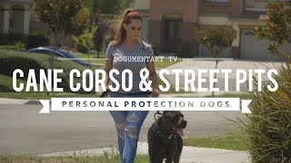 CANE CORSO amp STREET PITS AS PROTECTION DOGS [upl. by Suvart976]