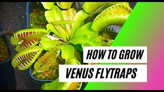 How to Grow a Venus Flytrap  Basic Care Guide [upl. by Roseline809]