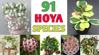 91 Hoya Plant Species  Hoya Varieties with names and its Identification  Plant and Planting [upl. by Eidna]