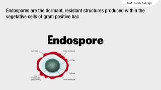 Bacterial Endospores I Endospores structure I [upl. by Mccall478]