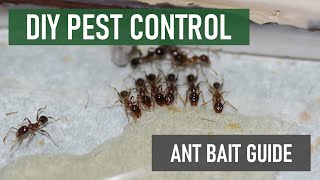 How to Kill an Entire Ant Colony with Bait Ant Bait Guide [upl. by Llennyl]