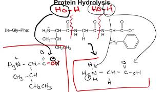 Chapter 167  Protein Hydrolysis and Denaturation [upl. by Aekin922]